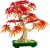 lego-botanicals-klon-palmowy-bonsai.jpg