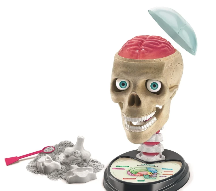 clementoni-naukowa-zabawa-anatomia.jpg
