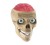 clementoni-naukowa-zabawa-anatomia.jpg
